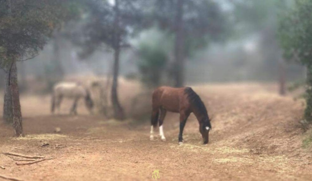 Welcome to the Windchaser Ranch Diary