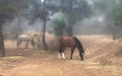 Welcome to the Windchaser Ranch Diary