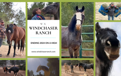 Grateful Reflections and Exciting Beginnings: 2024 at Windchaser Ranch